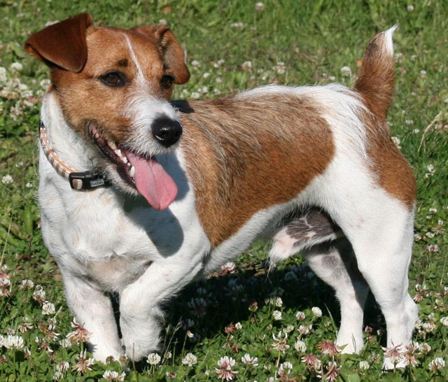 dogs that look like jack russell terrier